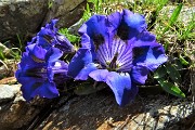 24 Genziana di Koch (Gentiana kochiana)